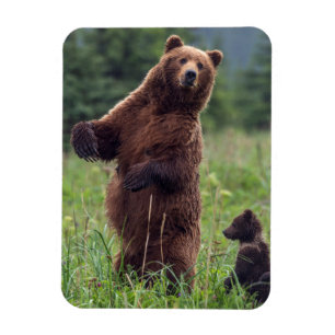 USA, sydöstra Alaska, brunbjörn och unge Magnet