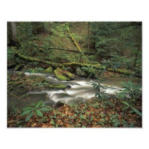 USA, Tennessee. Big South Fork National River Fototryck