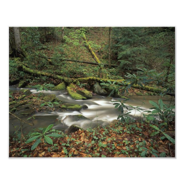 USA, Tennessee. Big South Fork National River Fototryck (Framsidan)