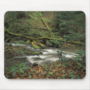 USA, Tennessee. Big South Fork National River Musmatta