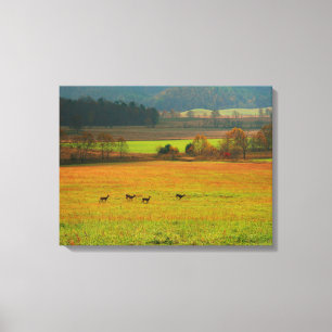 USA, Tennessee. Cades Cove i Smoky Mountain 2 Canvastryck