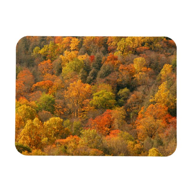 USA, Tennessee. Fall Foliage 2 Magnet (Horisontell)
