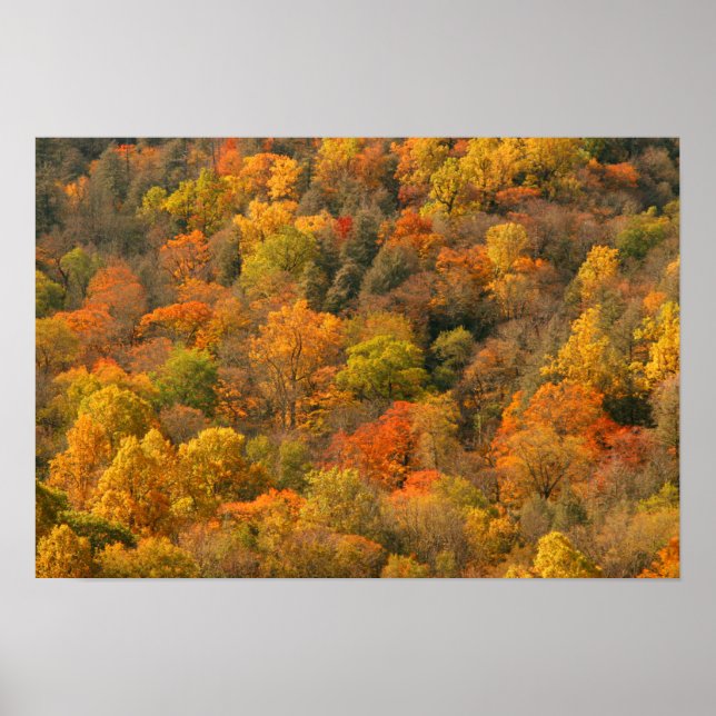 USA, Tennessee. Fall Foliage 2 Poster (Framsidan)