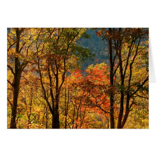 USA, Tennessee. Fall Foliage Hälsningskort (Framsidan Horizontal)