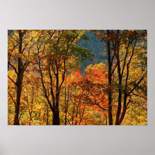 USA, Tennessee. Fall Foliage Poster (Framsidan)