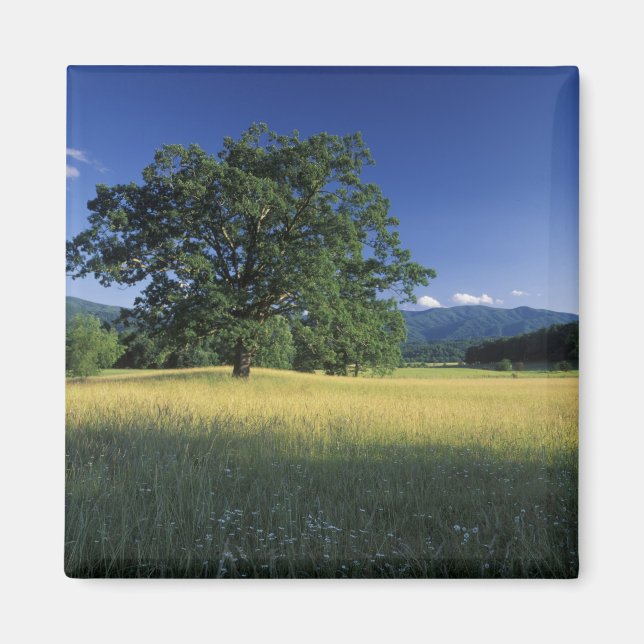 USA, Tennessee. Great Smokey Mountains 3 Magnet (Framsidan)