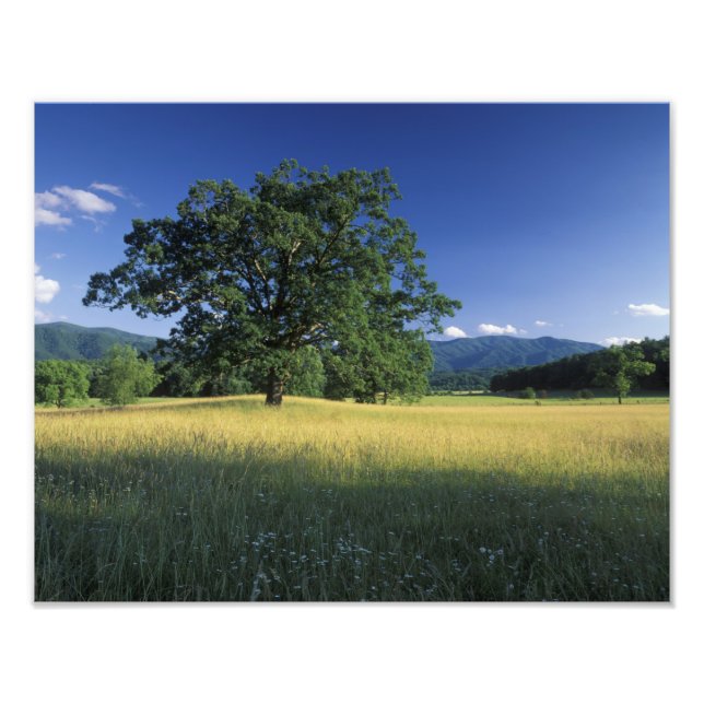 USA, Tennessee. Great Smokey Mountains Fototryck (Framsidan)