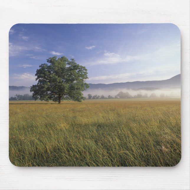USA, Tennessee. Great Smokey Mountains Musmatta (Framsidan)