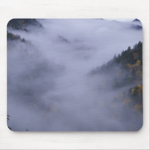 USA, Tennessee. Great Smokey Mountains nationalpar Musmatta
