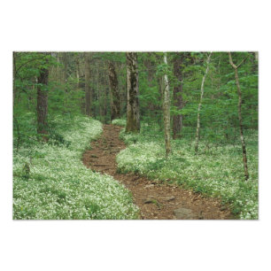 USA, Tennessee, Great Smoky Mountains NP, 3 Fototryck