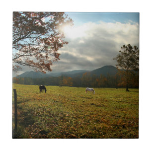 USA, Tennessee. Hästar i Cades Cove-dalen Kakelplatta