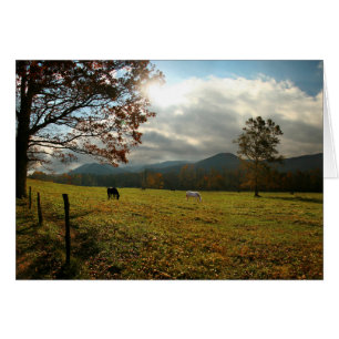 USA, Tennessee. Hästar i Cades Cove Valley Hälsningskort