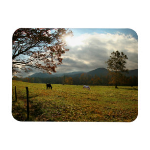 USA, Tennessee. Hästar i Cades Cove Valley Magnet