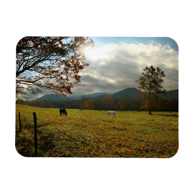 USA, Tennessee. Hästar i Cades Cove Valley Magnet (Horisontell)