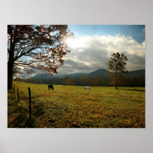 USA, Tennessee. Hästar i Cades Cove Valley Poster