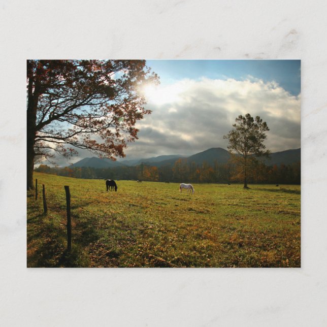 USA, Tennessee. Hästar i Cades Cove Valley Vykort (Framsida)