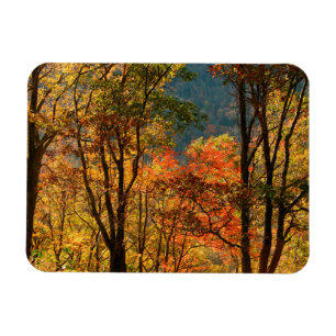 USA, Tennessee. Höstlöv Magnet