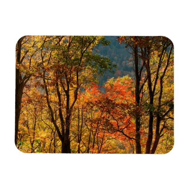 USA, Tennessee. Höstlöv Magnet (Horisontell)