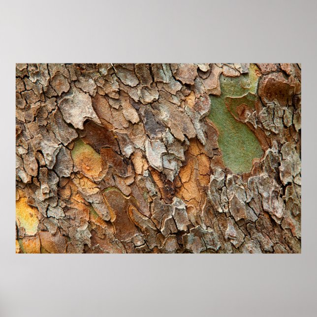 USA, Tennessee, nära Bark vid Träd Poster (Framsidan)