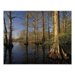 USA, Tennessee. Reelfoot National Wildlife Fototryck