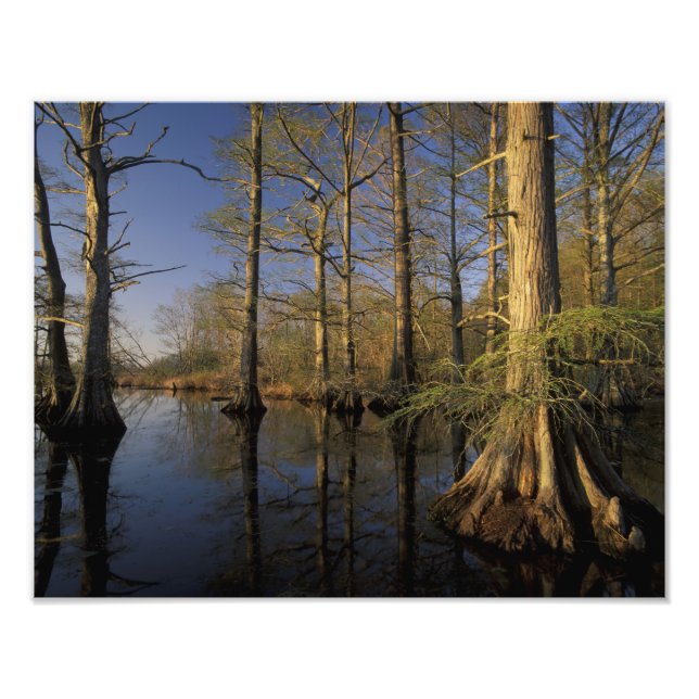 USA, Tennessee. Reelfoot National Wildlife Fototryck (Framsidan)