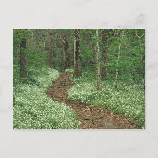 USA, Tennessee, Underbar Smoky Mountains NP, 3 Vykort (Framsida)