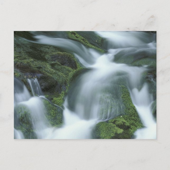 USA, Tennessee, Underbar Smoky Mountains NP. Vykort (Framsida)