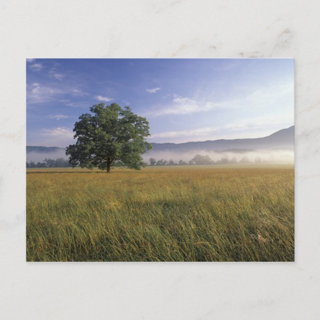 USA, Tennessee. Underbara Smokey-berg Vykort (Framsida)