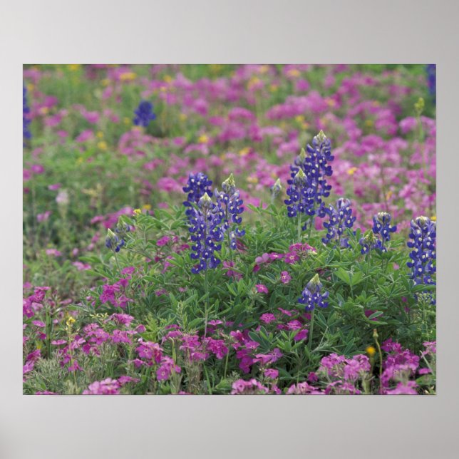 USA, Texas Backe Land. Blånät mellan blommor Poster (Framsidan)