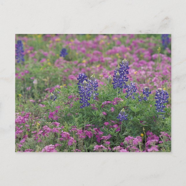 USA, Texas Backe Land. Blånät mellan blommor Vykort (Framsida)