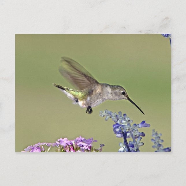 USA, Texas, Backe Land. Honlig, svart-kantad Vykort (Framsida)