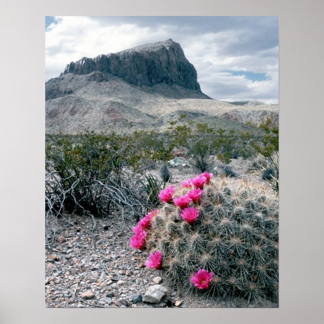 USA, Texas, Big Bend National Park. Blekande Poster (Framsidan)