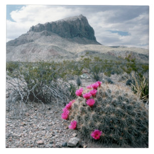 USA, Texas, Big Bend National Park. Blommande Kakelplatta