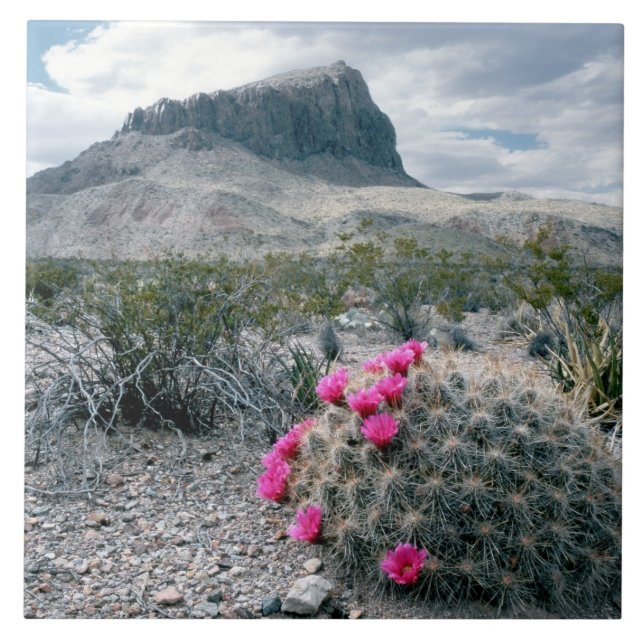 USA, Texas, Big Bend National Park. Blommande Kakelplatta (Framsidan)