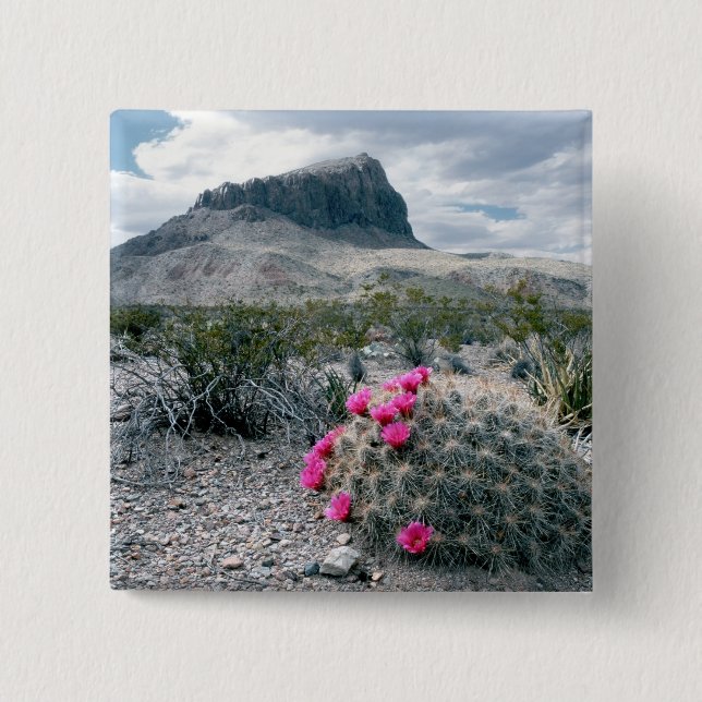USA, Texas, Big Bend National Park. Blommande Knapp (Framsida)