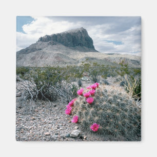 USA, Texas, Big Bend National Park. Blommande Magnet