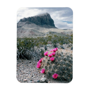 USA, Texas, Big Bend National Park. Blommande Magnet