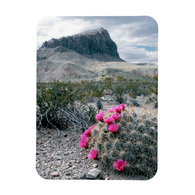 USA, Texas, Big Bend National Park. Blommande Magnet (Vertikal)