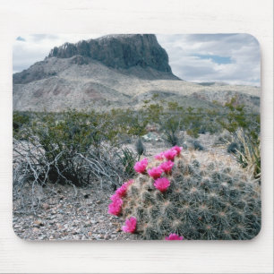 USA, Texas, Big Bend National Park. Blommande Musmatta