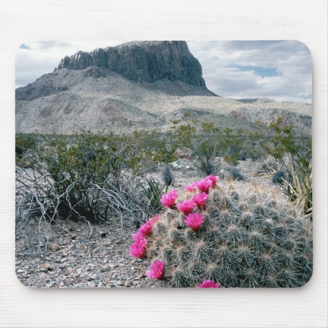 USA, Texas, Big Bend National Park. Blommande Musmatta (Framsidan)