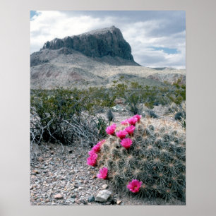 USA, Texas, Big Bend National Park. Blommande Poster