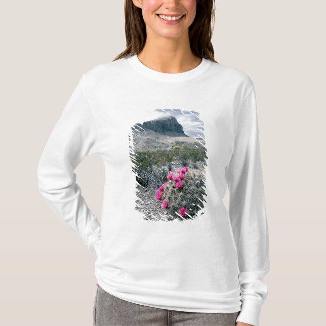 USA, Texas, Big Bend National Park. Blommande Tee (Framsida)