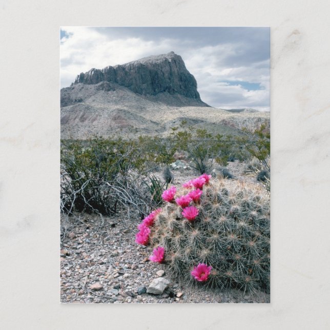 USA, Texas, Big Bend National Park. Blommande Vykort (Framsida)