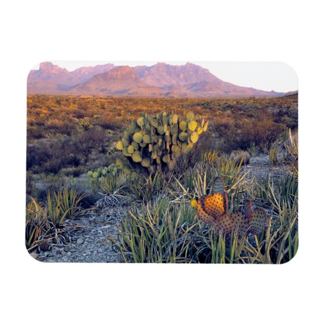 USA, Texas, Big Bend NP. En sandig rosa dusk Magnet (Horisontell)