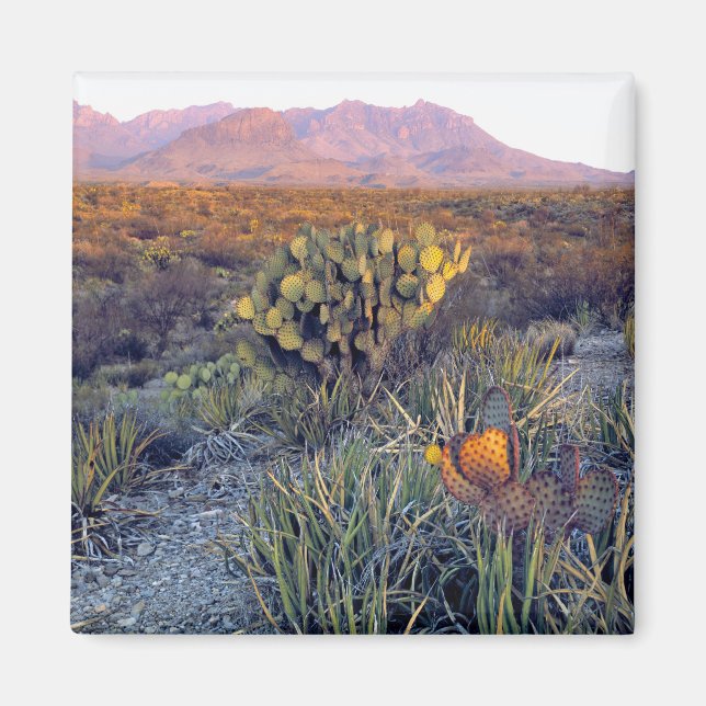 USA, Texas, Big Bend NP. En sandig rosa dusk Magnet (Framsidan)