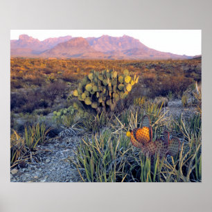 USA, Texas, Big Bend NP. En sandig rosa dusk Poster