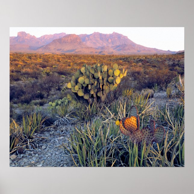 USA, Texas, Big Bend NP. En sandig rosa dusk Poster (Framsidan)