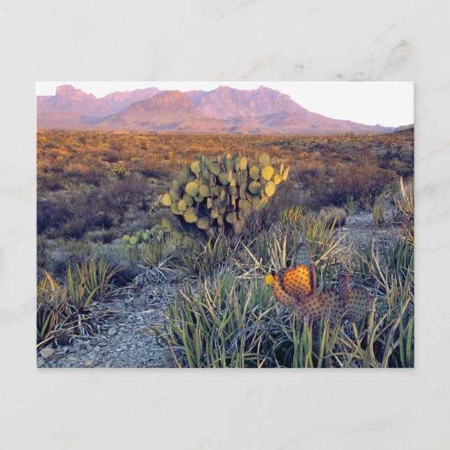 USA, Texas, Big Bend NP. En sandig rosa dusk Vykort (Framsida)