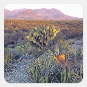 USA, Texas, Big Bend NP. En sandig rosa skymning Fyrkantigt Klistermärke