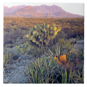 USA, Texas, Big Bend NP. En sandig rosa skymning Kakelplatta